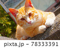 猫 78333391