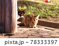 子猫 78333397