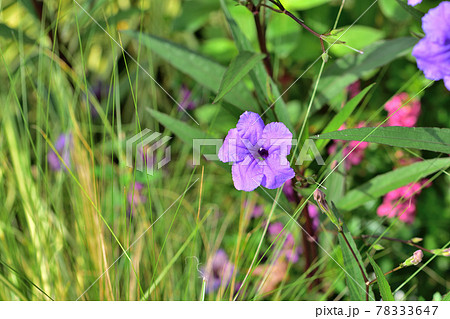 秋の里山ガーデンフェスタ2020大花壇　秋の花々・ルエニア 78333647