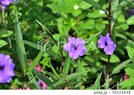 秋の里山ガーデンフェスタ2020大花壇 秋の花々・ルエニア 秋の里山ガーデンフェスタ2020大花壇 秋の花々・ルエニア 78333648