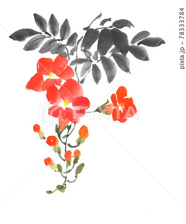 chinese trumpet creeper bloom blossom  Stock Illustration 7855000   PIXTA