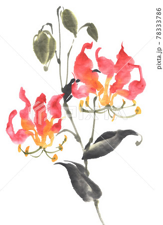 水墨画技法で描いたグロリオサのイラスト素材 [78333786] - PIXTA