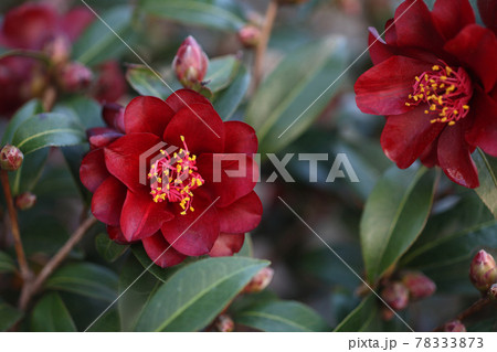 咲き始めた、黒椿の花 咲き始めた、黒椿の花 78333873