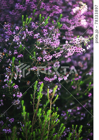 エリカ  ピンク色の花 78333897