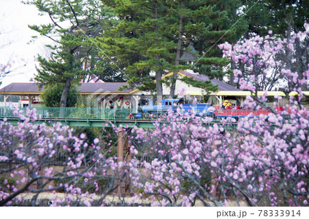 岡崎南公園　葵梅林と走行中のこども汽車ゆめポッポ 78333914