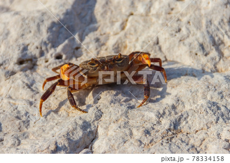Freshwater river crab (Potamon ibericum) on stone near a mountain river Freshwater river crab (Potamon ibericum) on stone near a mountain river 78334158