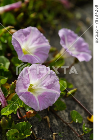 浜昼顔の写真素材