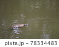 池で泳ぐカメ 78334483