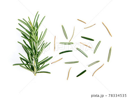 fresh rosemary isolated on white background fresh rosemary isolated on white background 78334535