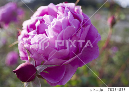 薔薇園に赤紫色のバラの花が咲いています。このバラの名前はフィネスです。 78334833