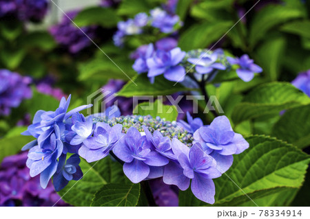 梅雨の晴れ間の紫陽花の花 78334914