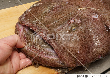 鮟鱇の鋭い歯は危険 鮟鱇の鋭い歯は危険 78334925