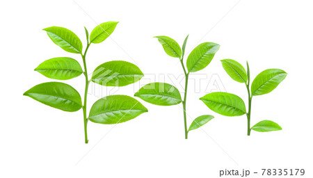 tea leaf isolated on white background tea leaf isolated on white background 78335179