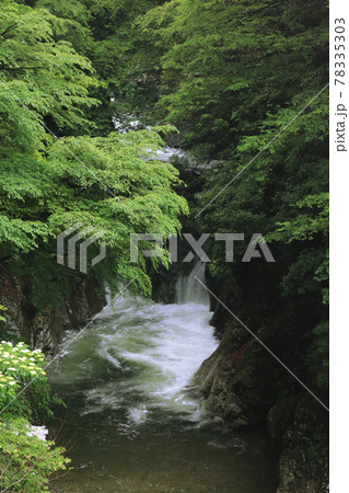 新緑の渓流、小さな滝（別子ライン）の写真素材 [78335303] - PIXTA