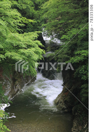 新緑の渓流、小さな滝（別子ライン）の写真素材 [78335306] - PIXTA