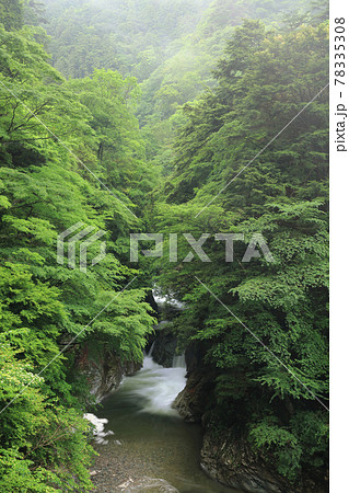 新緑の渓流、小さな滝（別子ライン）の写真素材 [78335308] - PIXTA