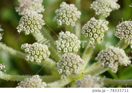 浜防風の花 78335711