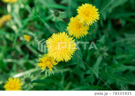Top view. Yellow dandelion flowers on a green background. Background, texture Top view. Yellow dandelion flowers on a green background. Background, texture 78335935