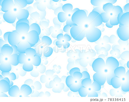 紫陽花。 紫陽花。 78336415