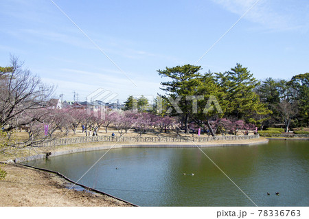 岡崎南公園　葵梅林と池 78336763