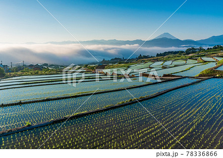 （山梨県）田植えが終わった、中野の棚田越しに富士山 78336866