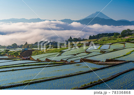（山梨県）田植えが終わった、中野の棚田越しに富士山 78336868