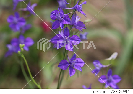 春の公園に咲くチドリソウの紫色の花 春の公園に咲くチドリソウの紫色の花 78336994