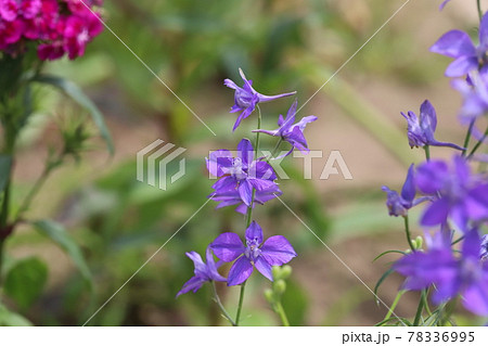 春の公園に咲くチドリソウの紫色の花 春の公園に咲くチドリソウの紫色の花 78336995