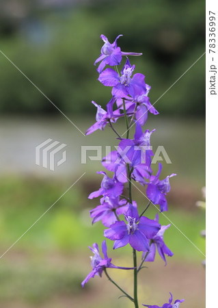 春の公園に咲くチドリソウの紫色の花 春の公園に咲くチドリソウの紫色の花 78336997