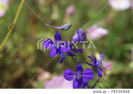 春の公園に咲くチドリソウの紫色の花 春の公園に咲くチドリソウの紫色の花 78336998
