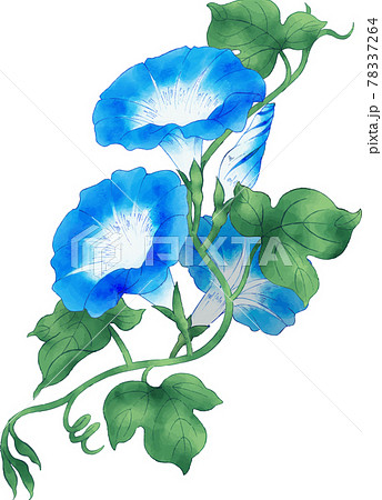 青いアサガオの水彩風イラストのイラスト素材