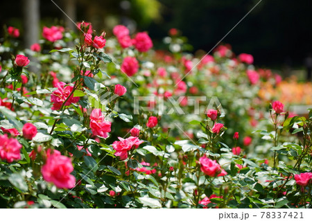 バラ園のピンク色のバラ バラ園のピンク色のバラ 78337421