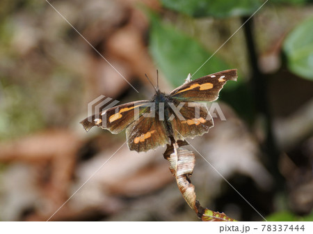 テングチョウ、枯葉の端っこで翅を一杯に広げて日向ぼっこを楽しむ。 テングチョウ、枯葉の端っこで翅を一杯に広げて日向ぼっこを楽しむ。 78337444