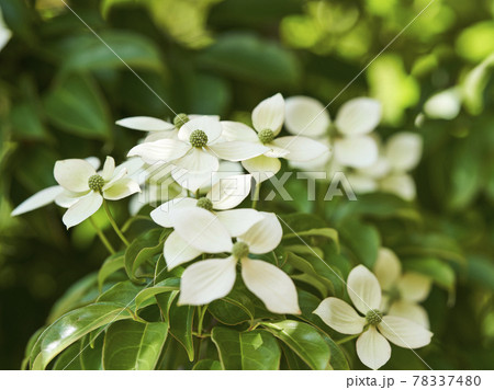シンボルツリー常緑ヤマボウシの花 シンボルツリー常緑ヤマボウシの花 78337480