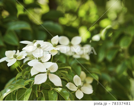 シンボルツリー常緑ヤマボウシの花 78337481