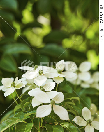 シンボルツリー常緑ヤマボウシの花 78337482