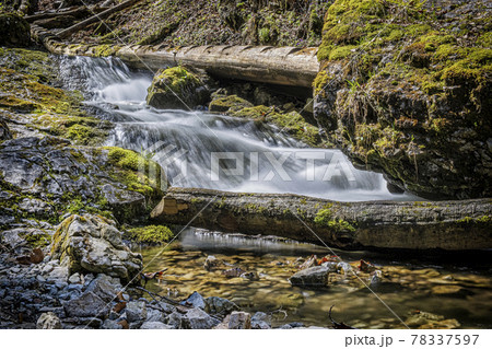 Flowing creek, Velky Sokol gorge, Slovak Paradise national park Flowing creek, Velky Sokol gorge, Slovak Paradise national park 78337597
