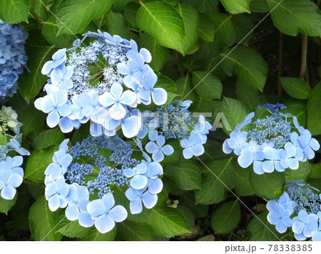 紫陽花 紫陽花 78338385