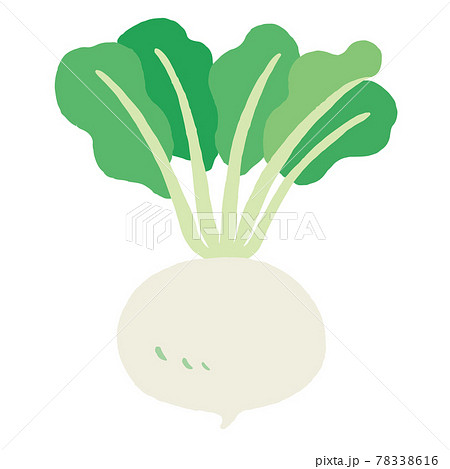 食べ物_食材_野菜_かぶ_線無し 食べ物_食材_野菜_かぶ_線無し 78338616