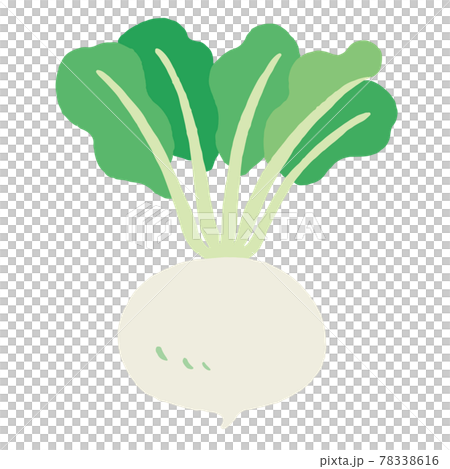食べ物_食材_野菜_かぶ_線無し 食べ物_食材_野菜_かぶ_線無し 78338616