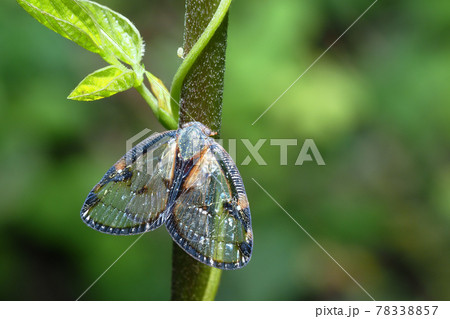 スケバハゴロモ 78338857