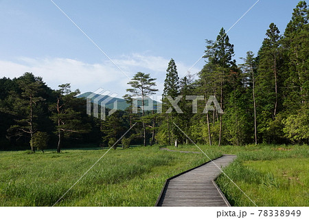 初夏の黒沢湿原 エコ道 初夏の黒沢湿原 エコ道 78338949