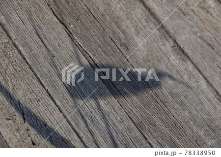 木道に映るツルの影 木道に映るツルの影 78338950