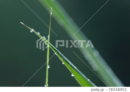 葉っぱの先端に付く滴 78338952