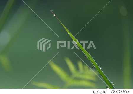 葉っぱに付いた水滴 葉っぱに付いた水滴 78338953