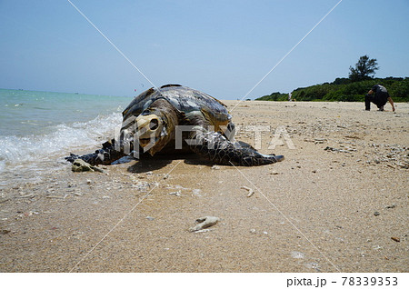 ウミガメの遺体(観覧注意) ウミガメの遺体(観覧注意) 78339353