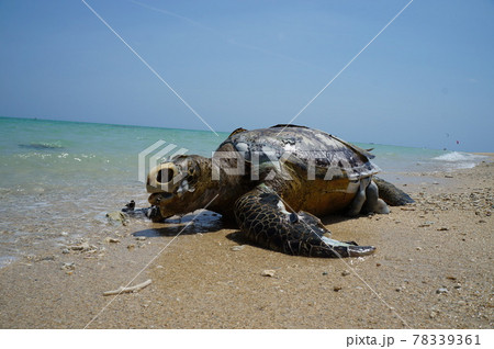 ウミガメの遺体 観覧注意 の写真素材