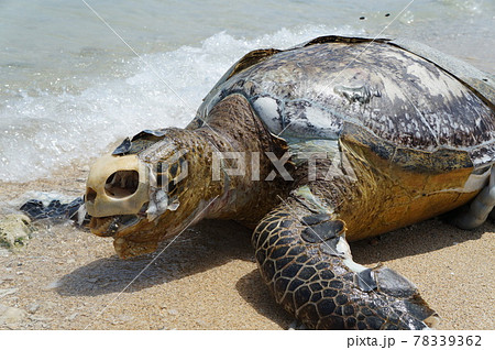 ウミガメの遺体 観覧注意 の写真素材