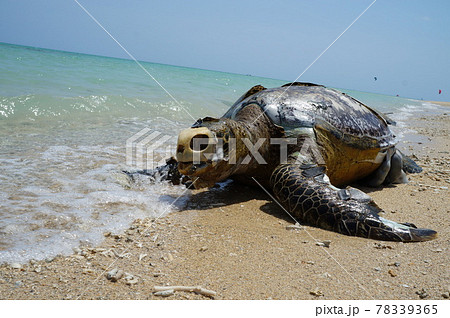 ウミガメの遺体 観覧注意 の写真素材