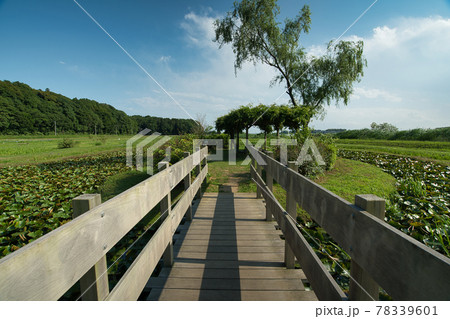 牛久沼の公園 牛久沼の公園 78339601